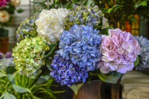 Il faggio negozio di vendita piante e fiori artificiali Torino e Online