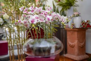 Contatti Il Faggio vendita e creazioni realizzate con piante e fiori artificiali a Torino